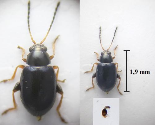 Aphthona atrocaerulea